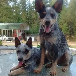 Meet your Posher, Cheyenne